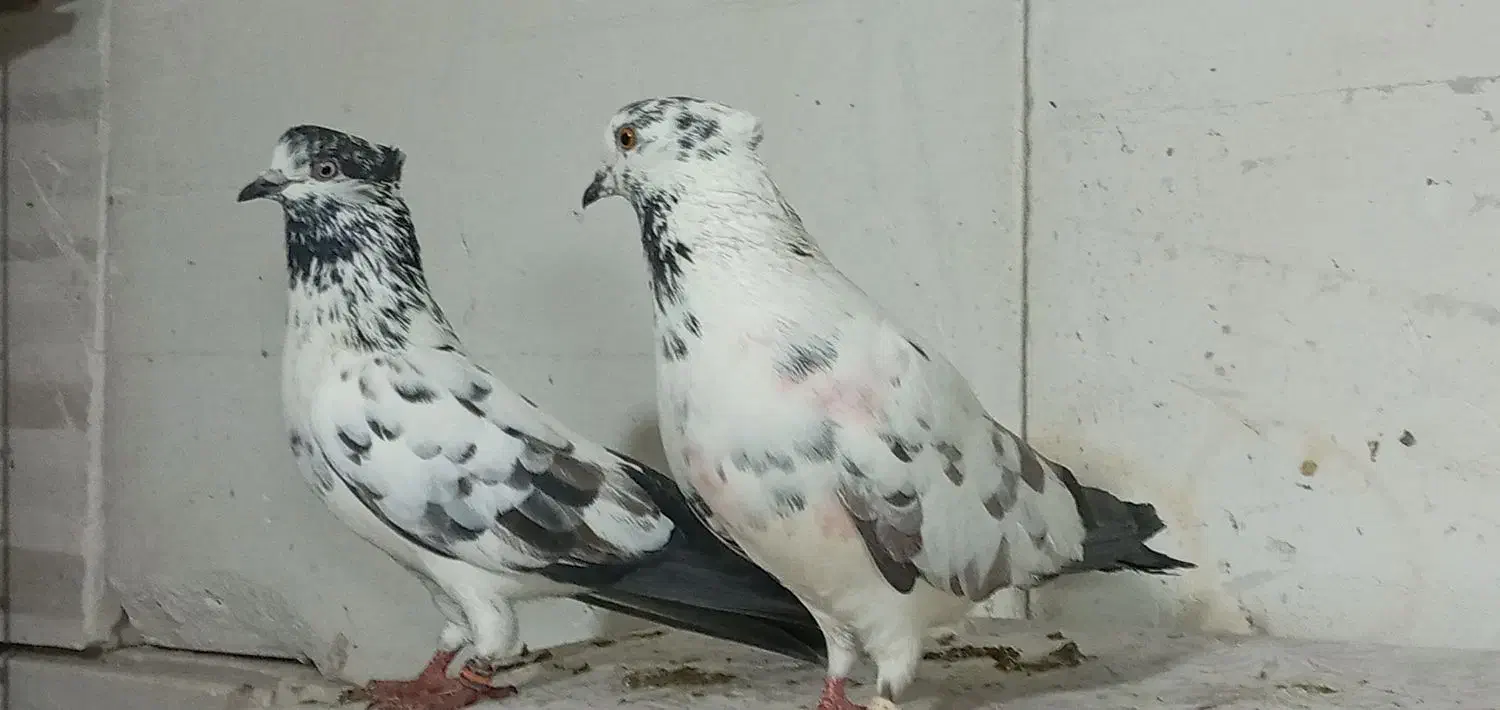 کبوتر پرشی|پرنده|تهران, کیانشهر|دیوار