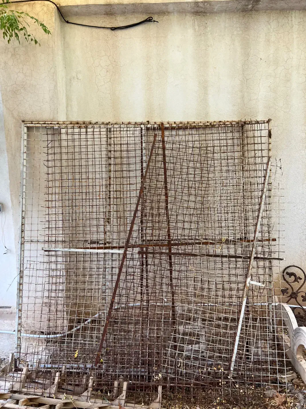 گنجه کفتری|پرنده|شیراز, گویم|دیوار