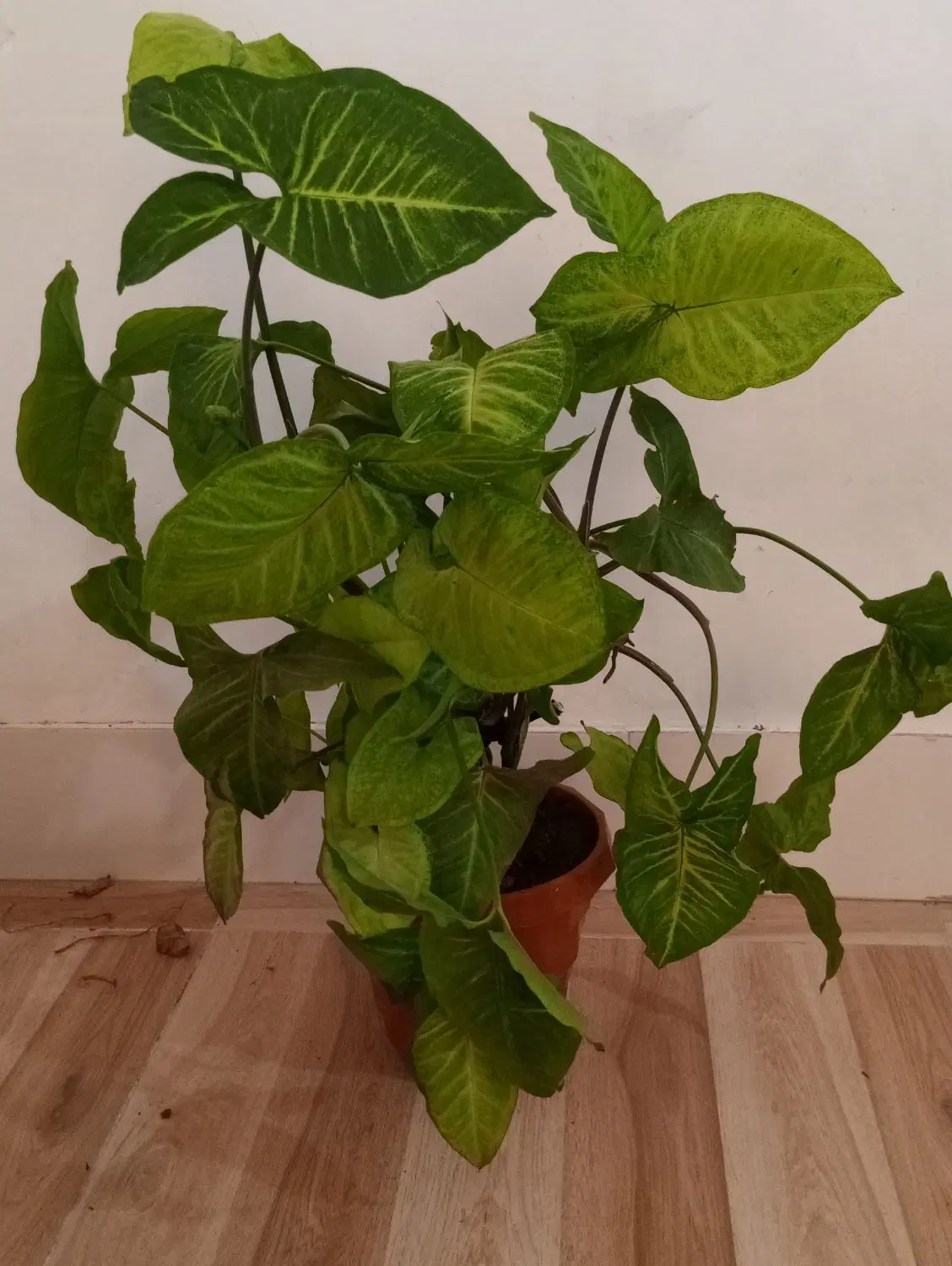 (گل)|گل و گیاه طبیعی|بانه, |دیوار
