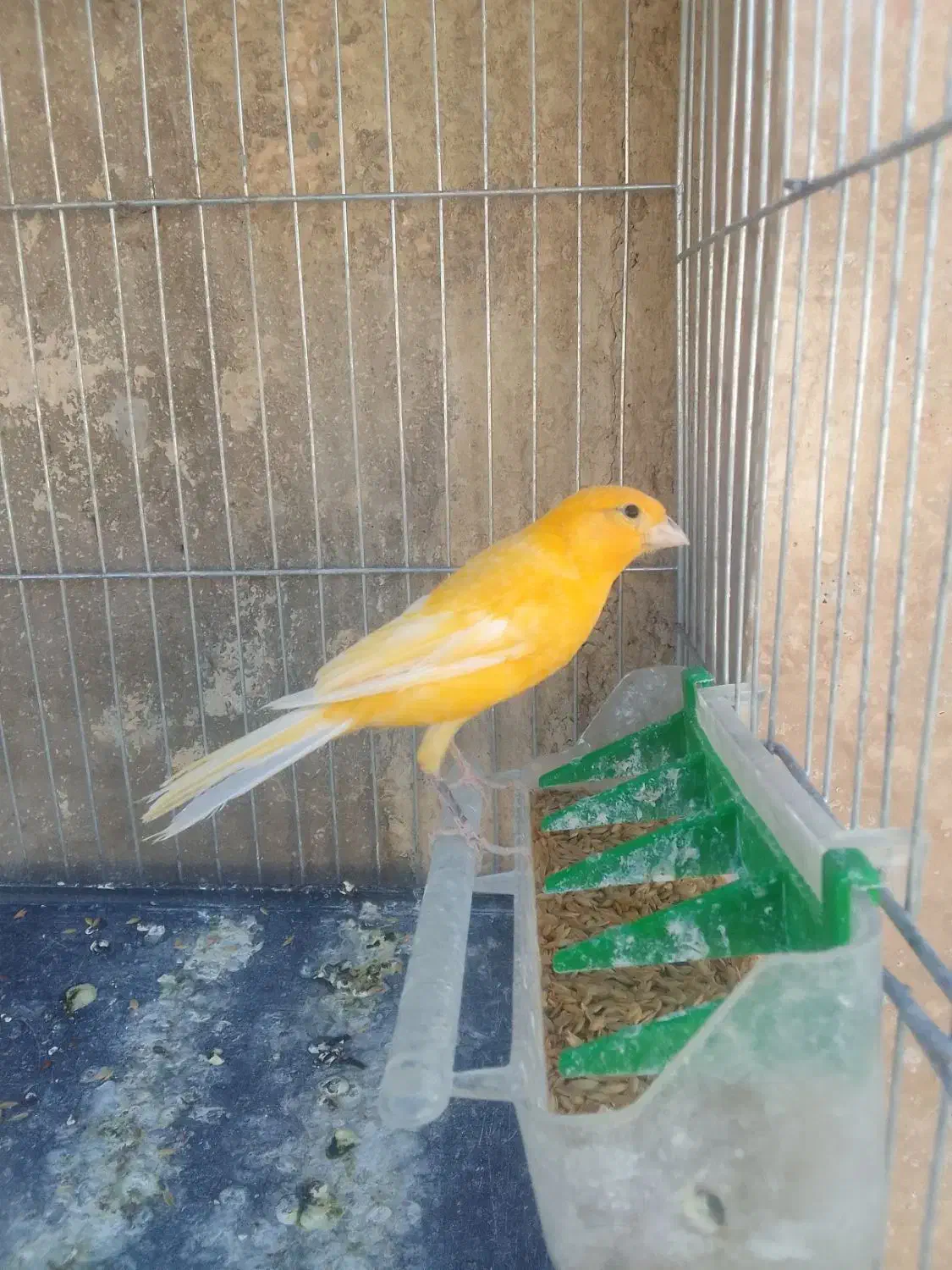 قناری سفید طلایی مست|پرنده|شیراز, کوشک میدان|دیوار