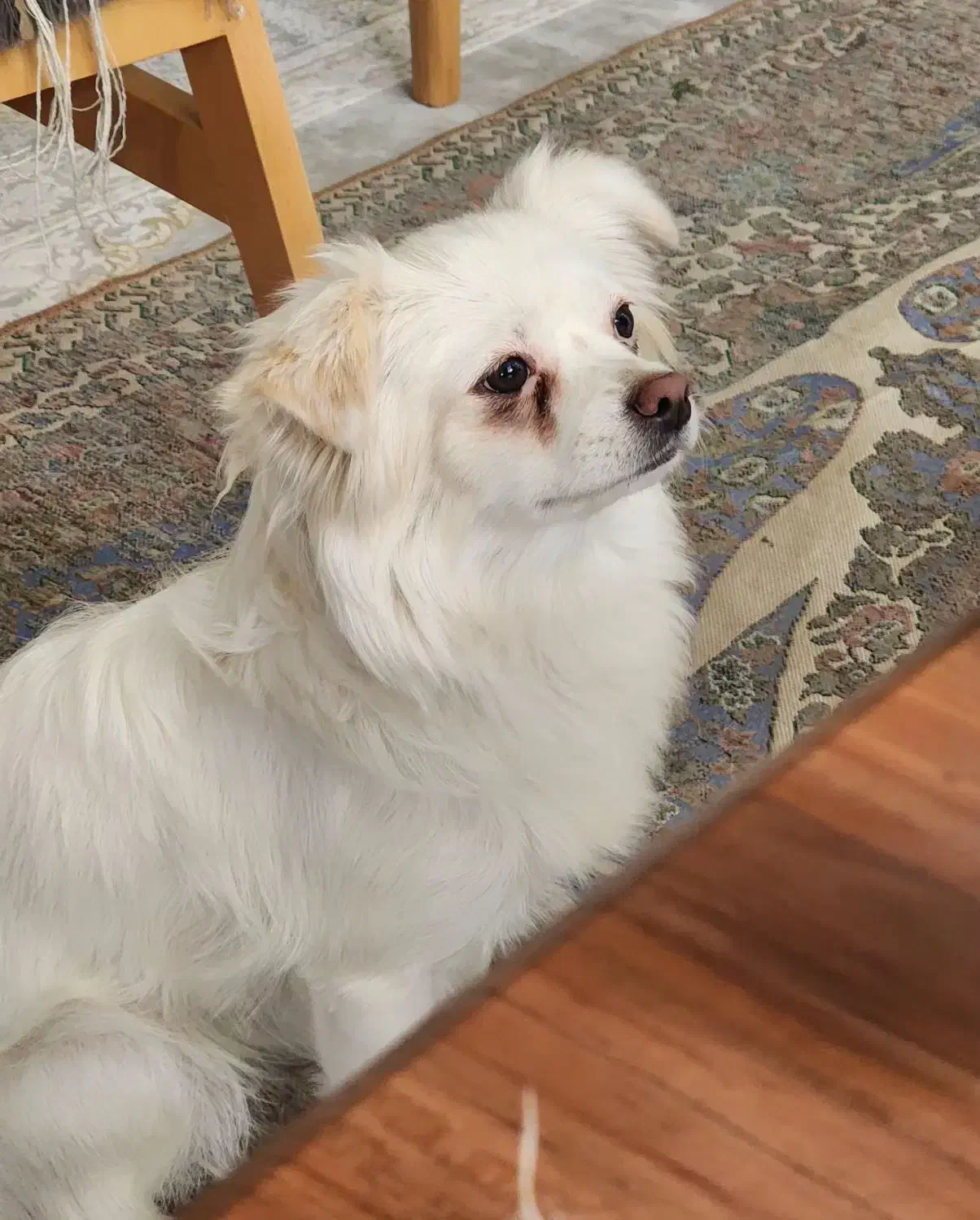 ۲ عدد سگ پاپی و توله های تازه به دنیا آمده بازیگوش|سگ|ابریشم, |دیوار