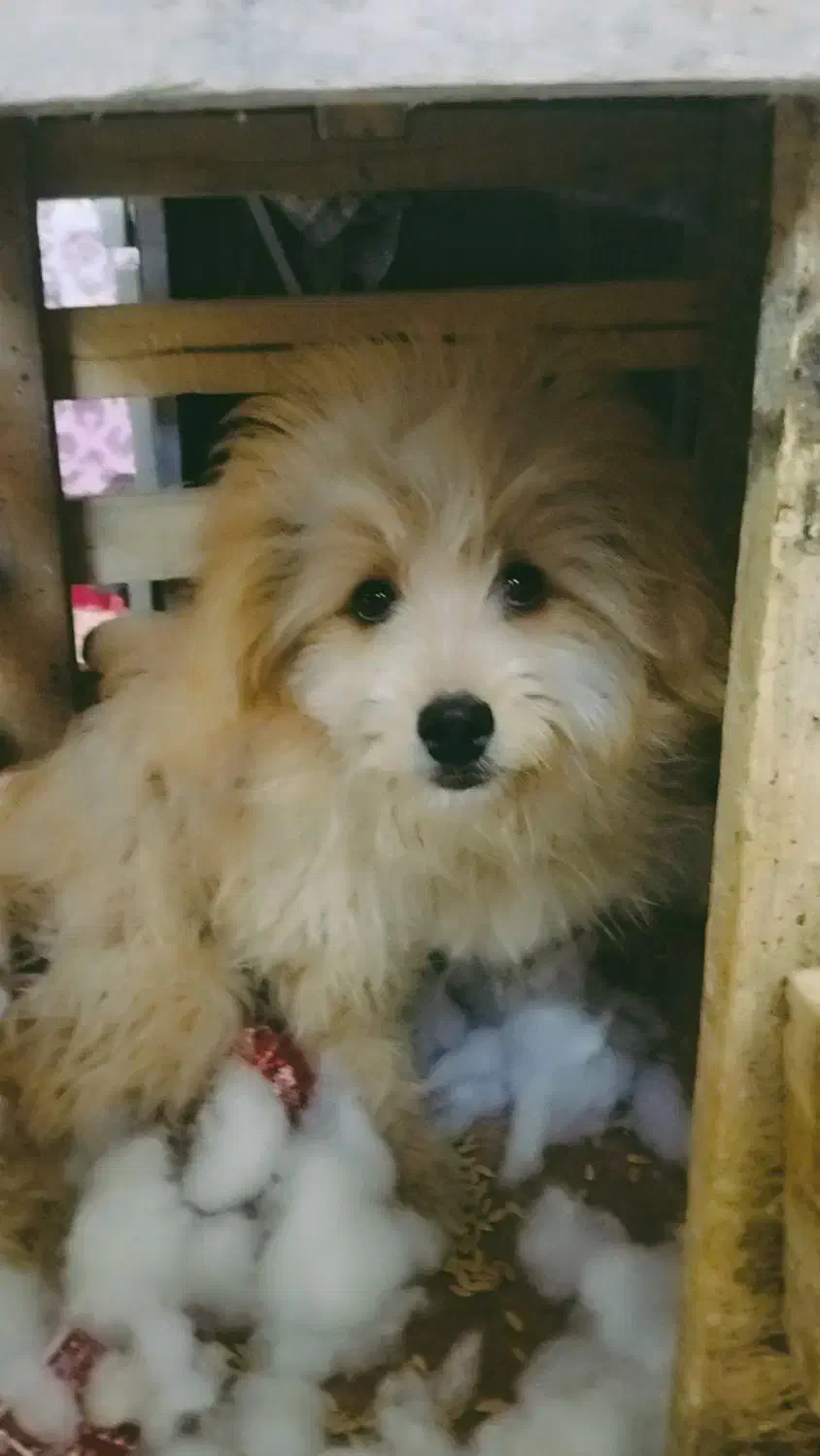 سگ پودل کراس|سگ|مشهد, کوی ولیعصر|دیوار