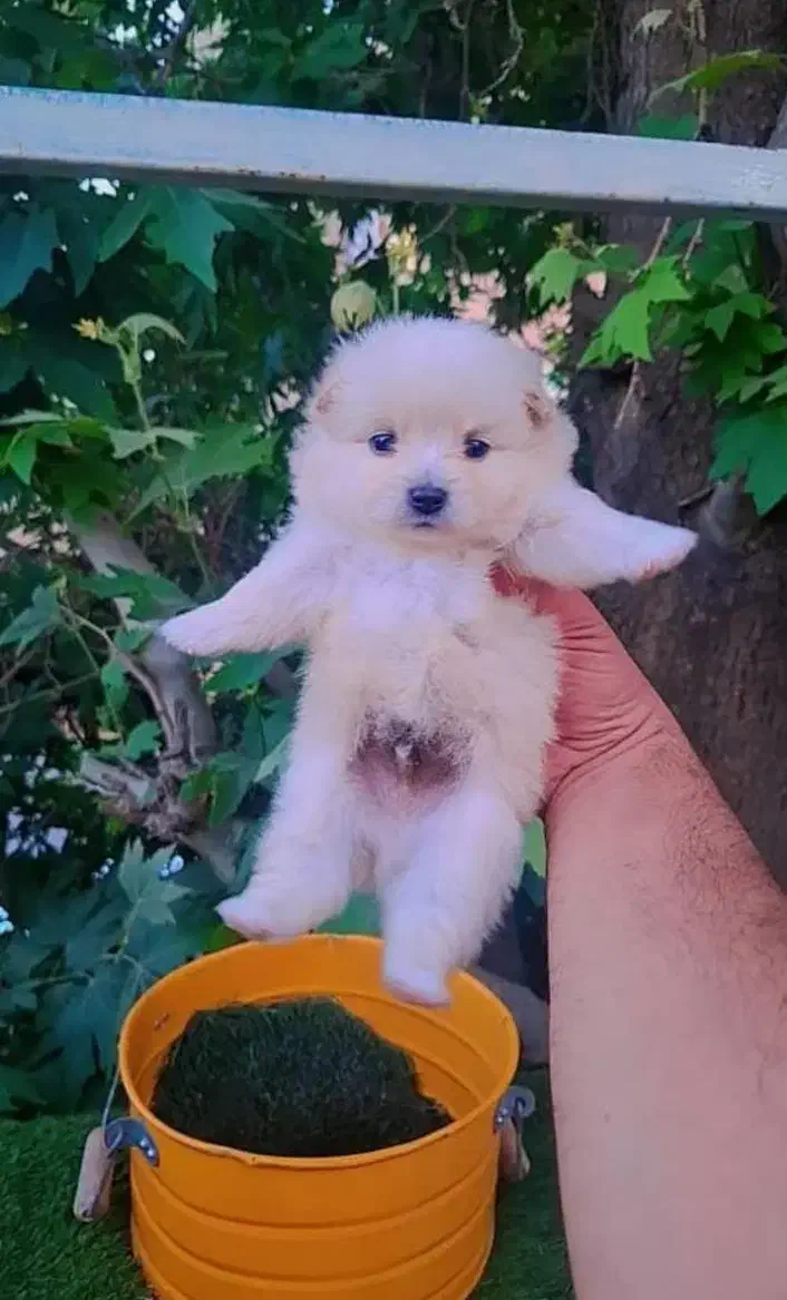 توله سگ جیبی عروسکی فقط ۲۹۰۰|سگ|قزوین, |دیوار