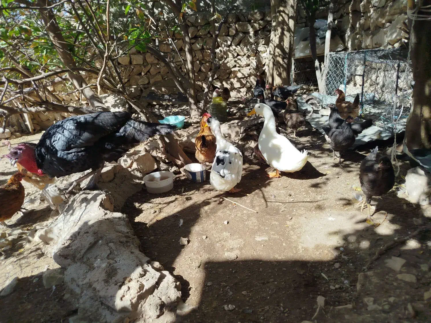 مرغ تخم گذار|حیوانات مزرعه|پلدختر, |دیوار