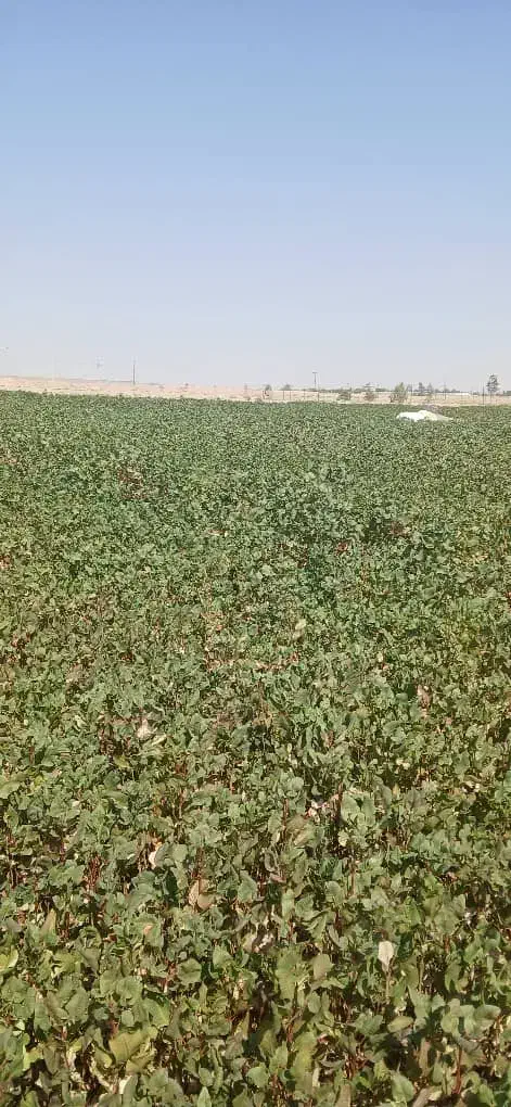 نهال پسته وخدمات کاشت صفرتاصد|خدمات باغبانی و درختکاری|رودشت (اصفهان), |دیوار