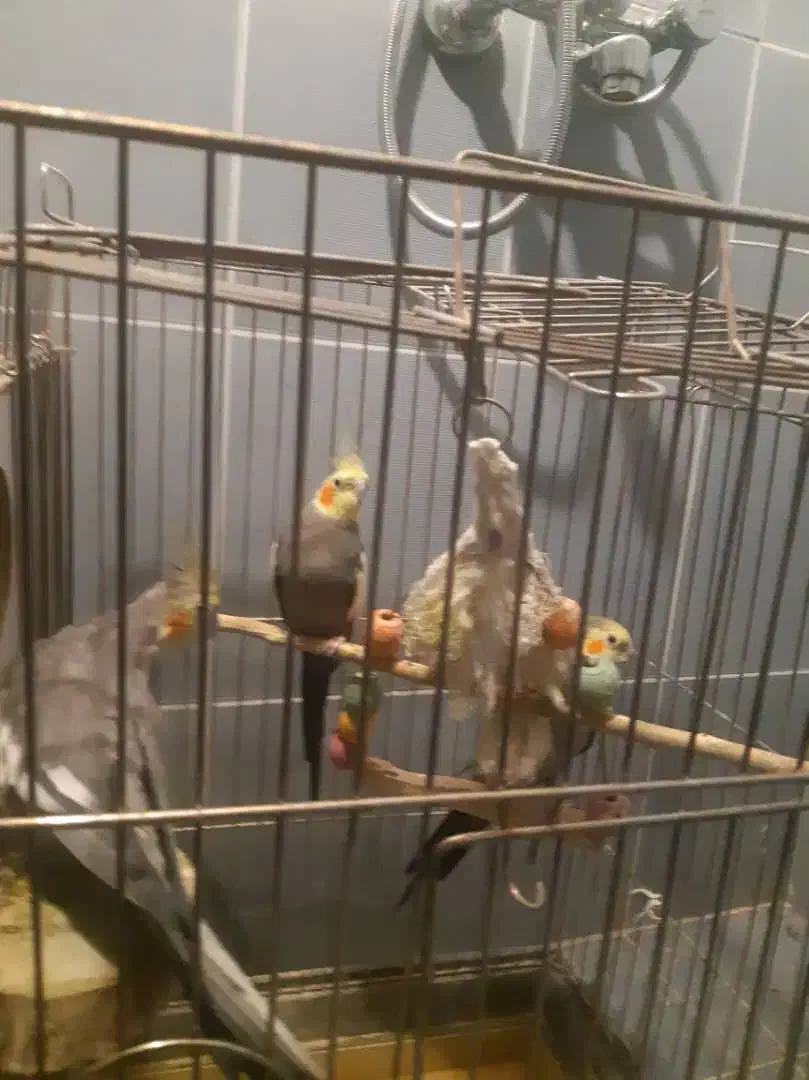 عروس هلندی|پرنده|قم, زینبیه|دیوار