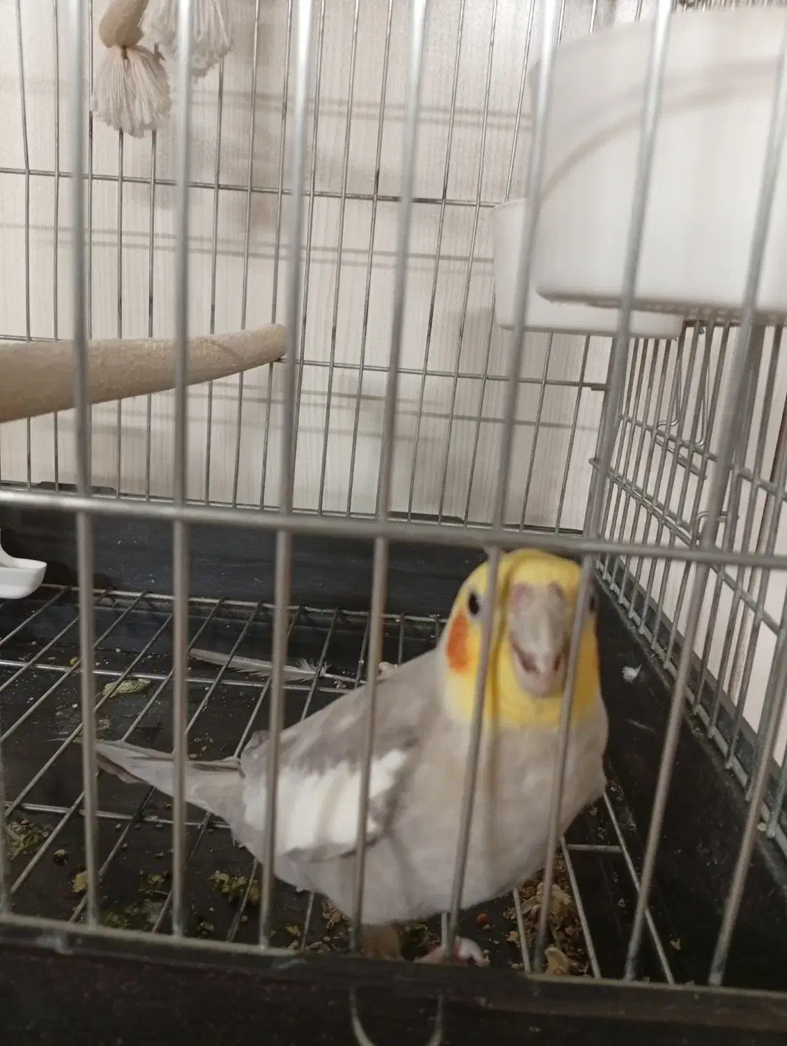 عروس هلندی نر سخنگو|پرنده|تهران, باغ خزانه|دیوار