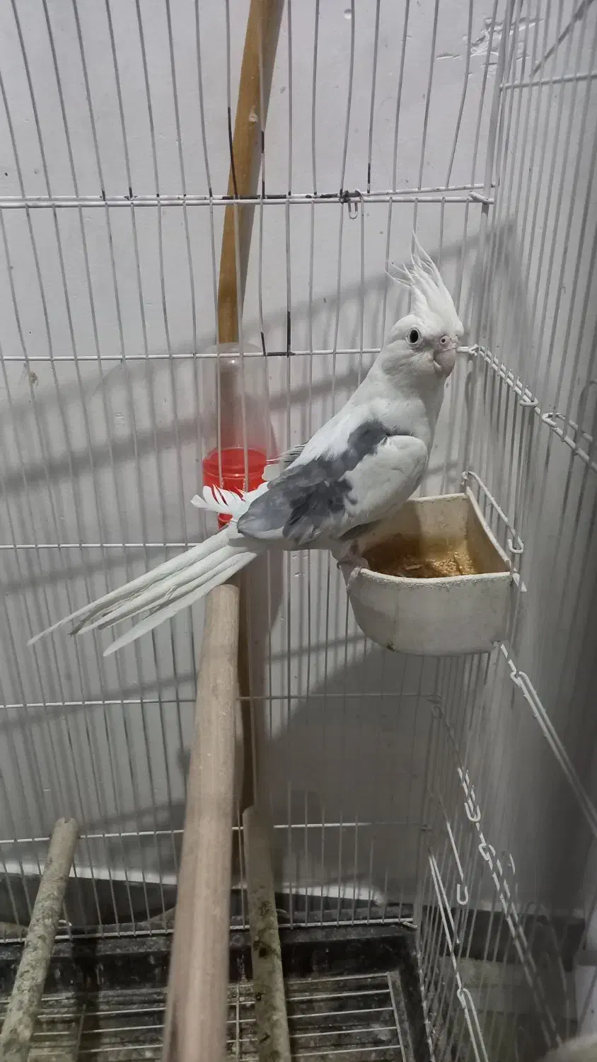 دوکت البینیو مهر|پرنده|شاهرود, |دیوار