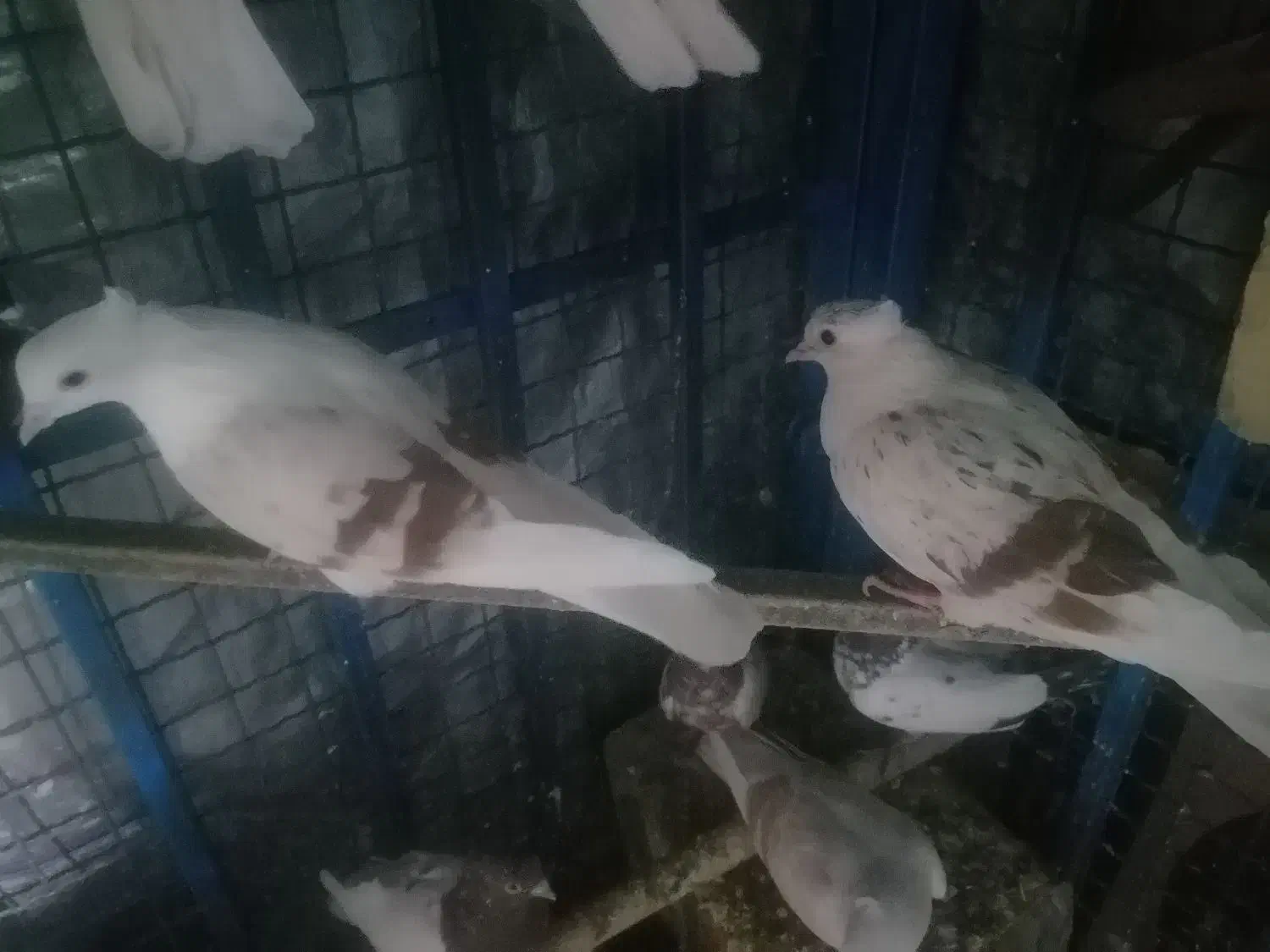 فروش کفتر کبوتر|پرنده|دورود, |دیوار