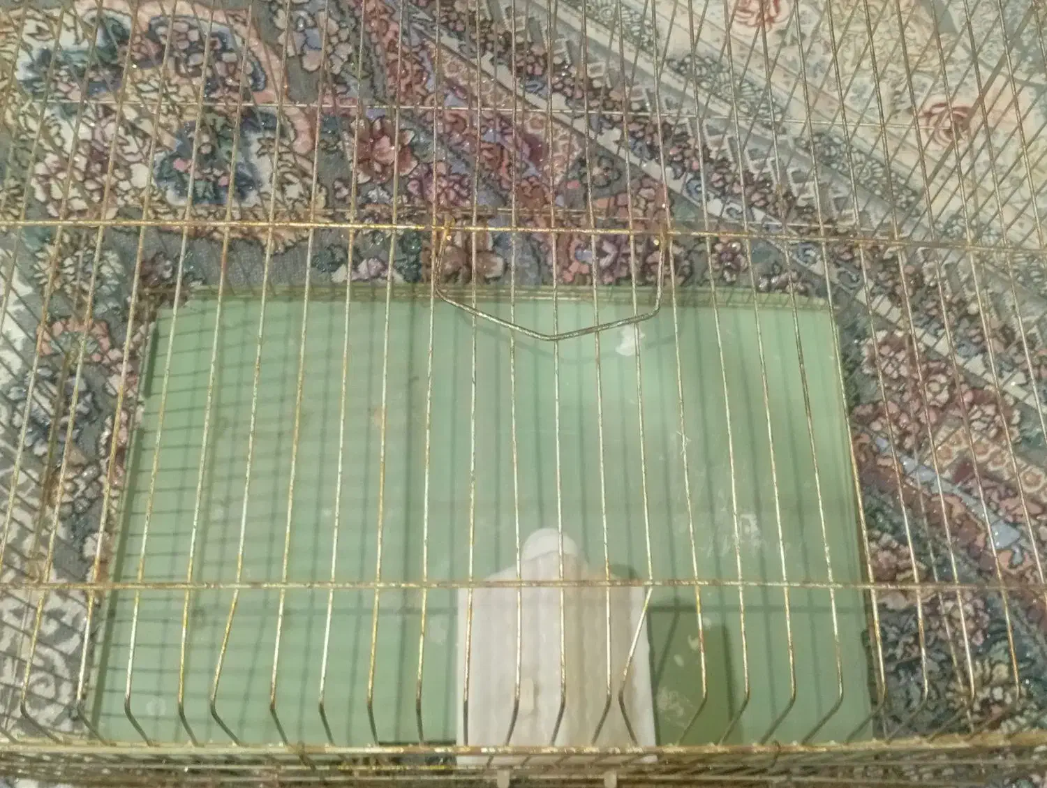 سالم به شرط نونو|لوازم جانبی حیوانات|لیکک, |دیوار