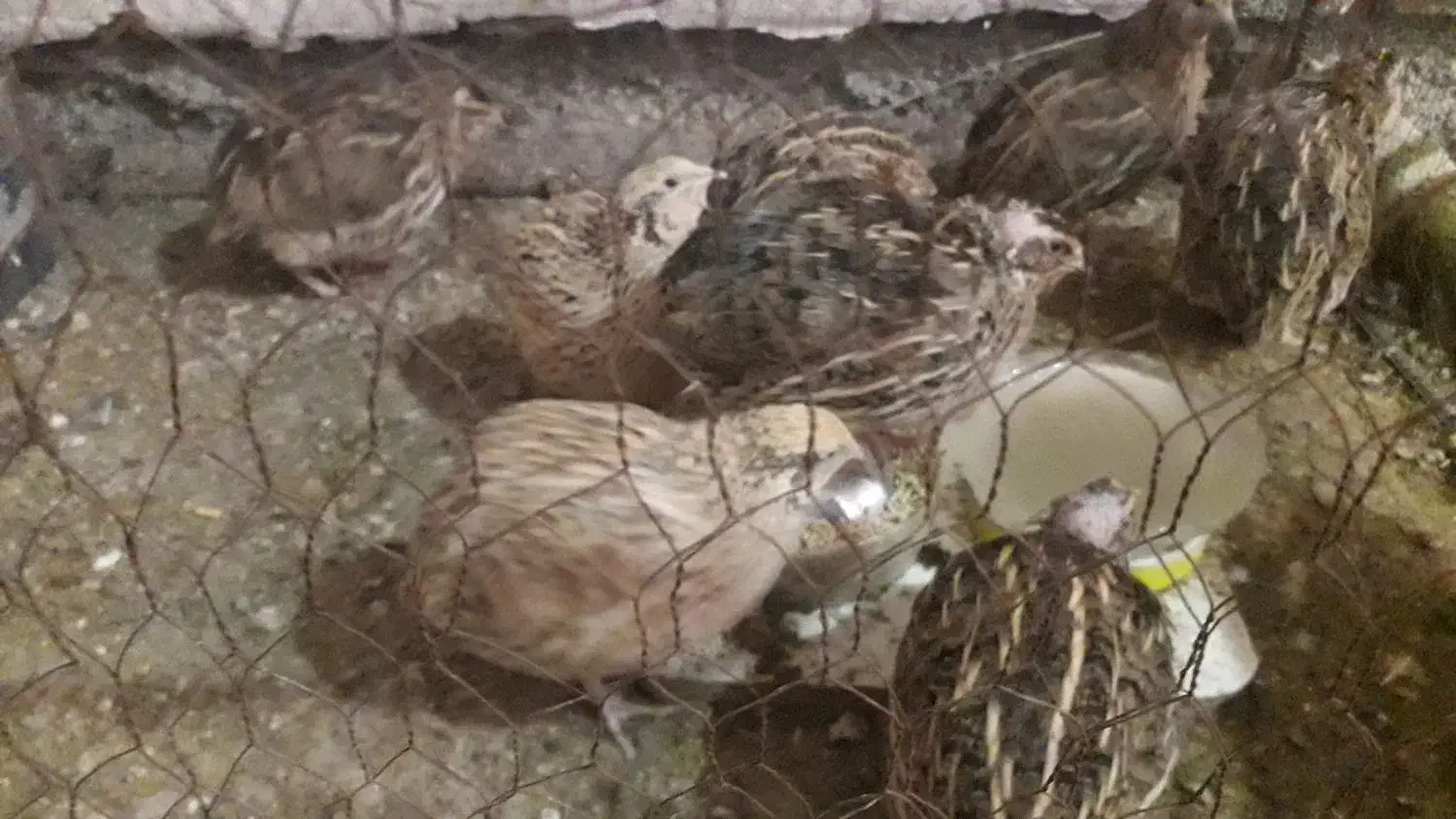 بلدرچین|حیوانات مزرعه|نوشین شهر, |دیوار