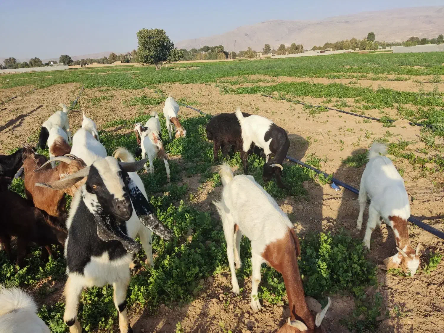 فروش بز و کهره|حیوانات مزرعه|شیراز, ظفرآباد|دیوار