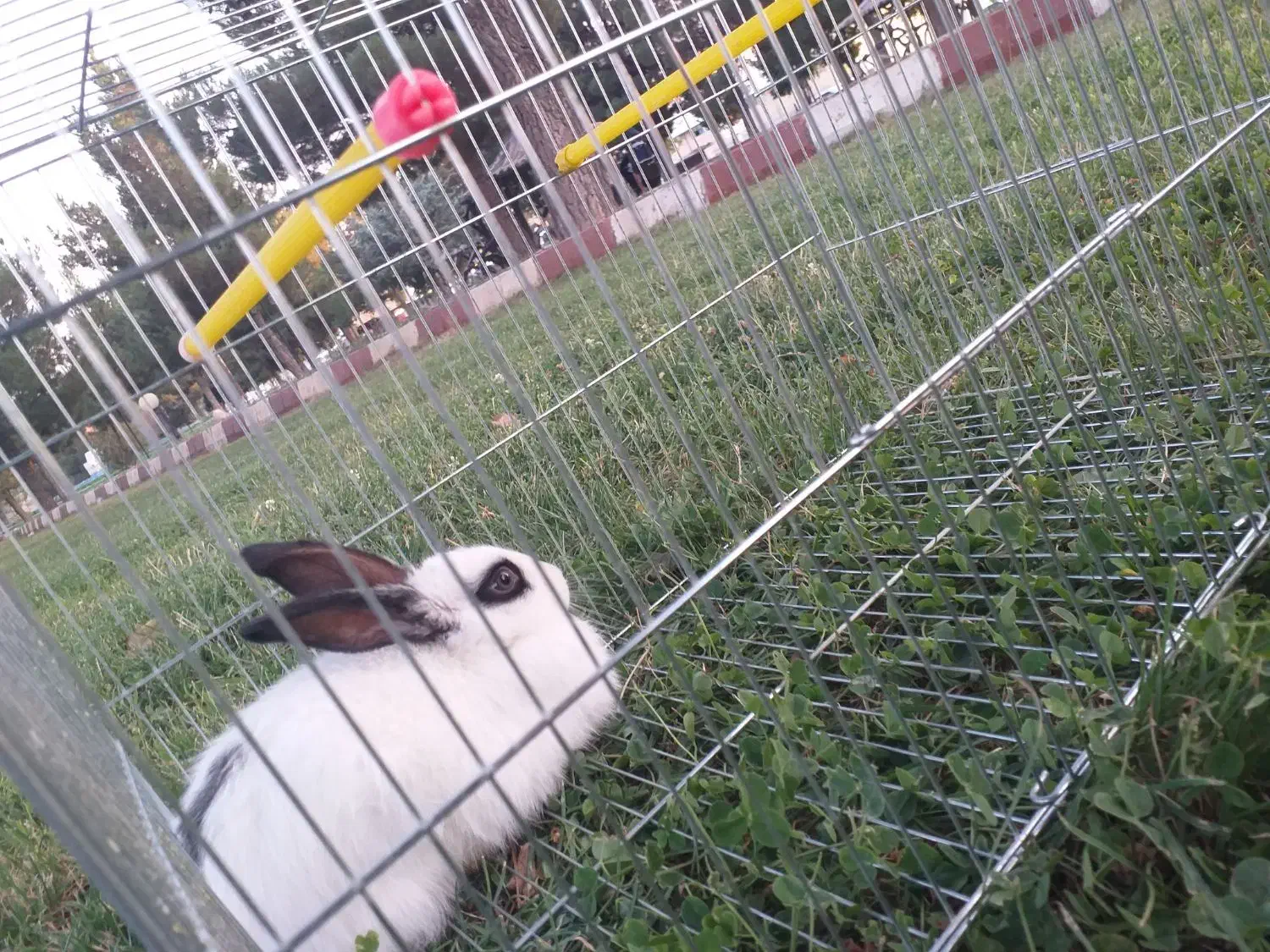 خرگوش|موش و خرگوش|بناب, |دیوار