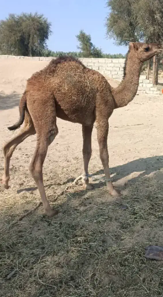 شتر|حیوانات مزرعه|ریگان, |دیوار