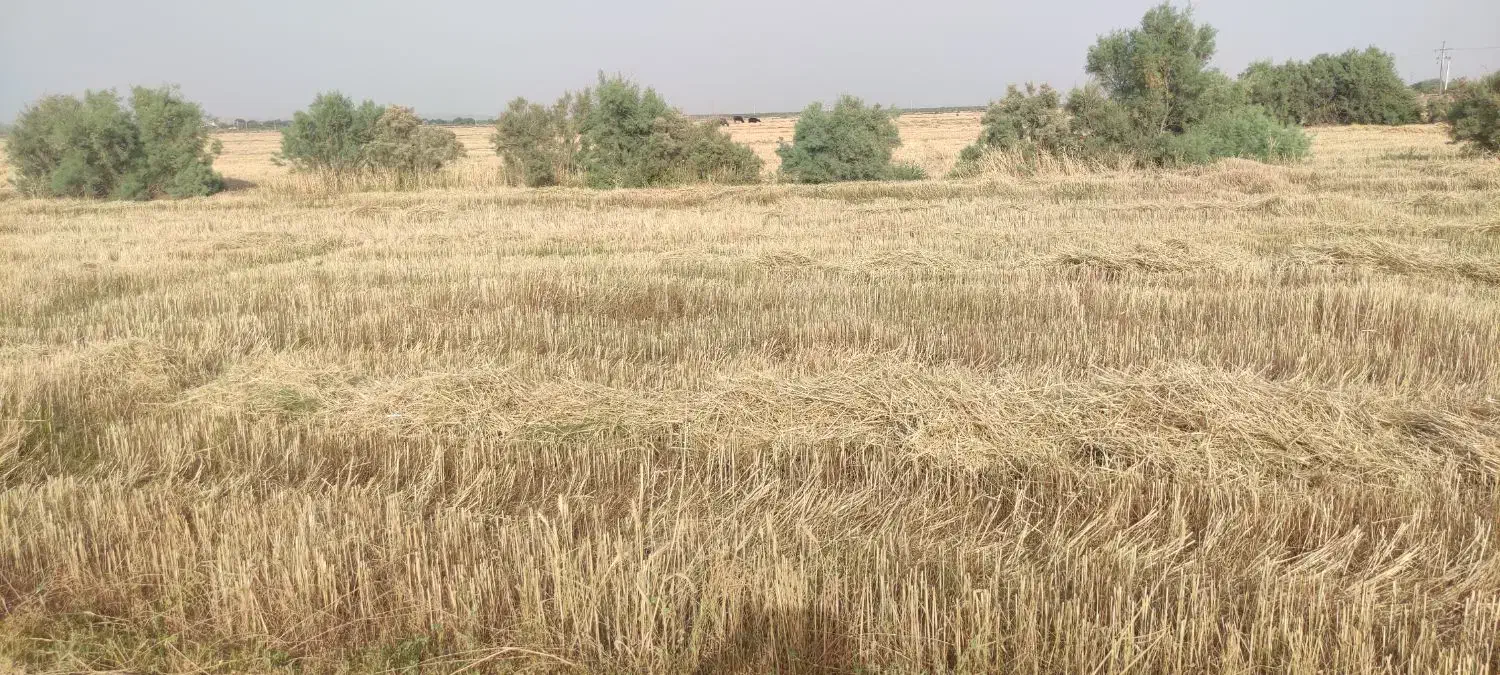 زمین کشاورزی ۲ هکتار بخش بستان|فروش زمین و ملک کلنگی|اهواز, امانیه|دیوار