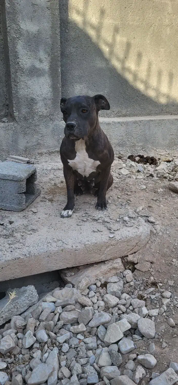 سگ پیتبول ماده|سگ|شیراز, شهرک والفجر|دیوار