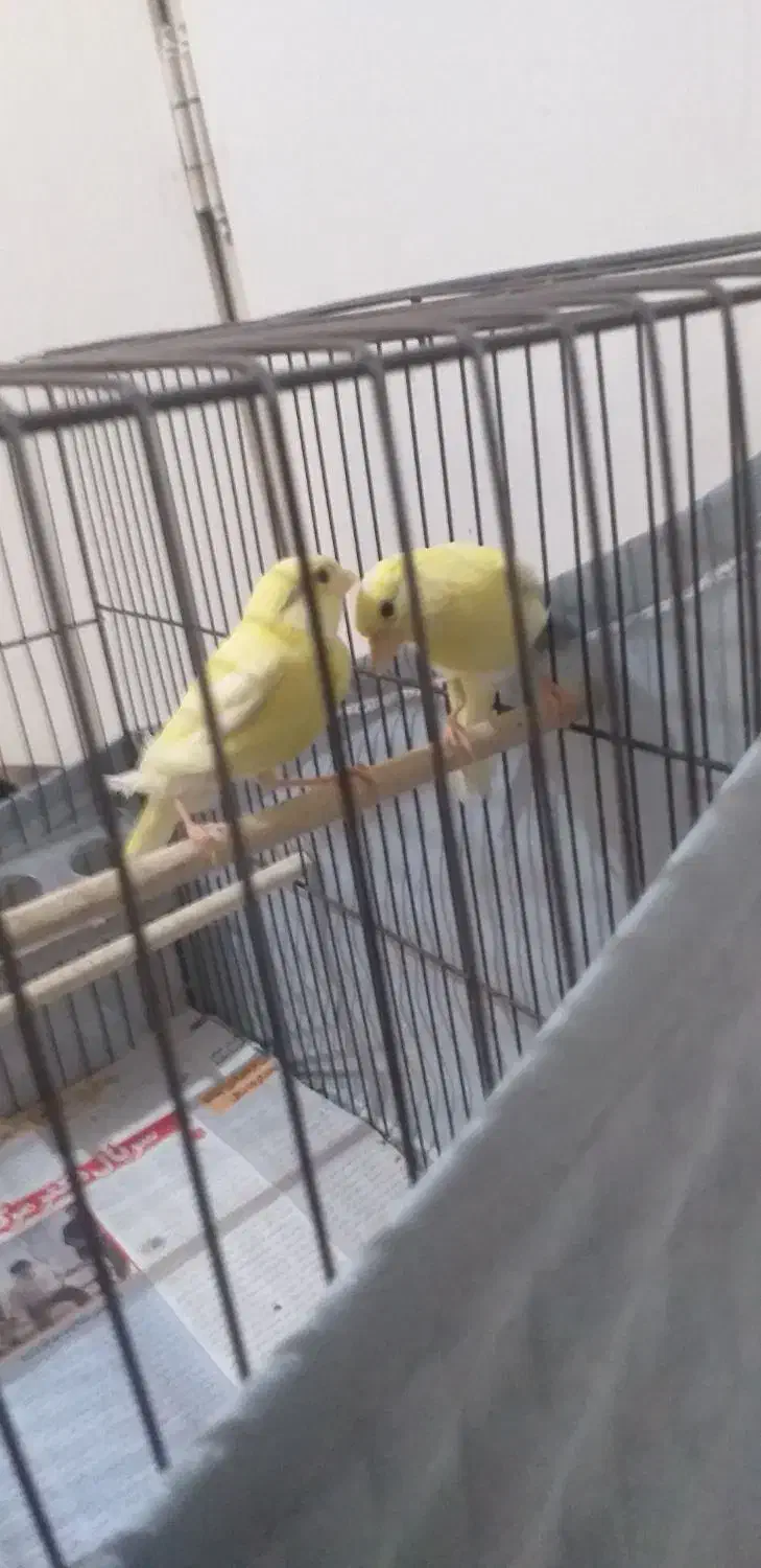 قناری سالم سلامت|پرنده|ری, فیروزآبادی|دیوار