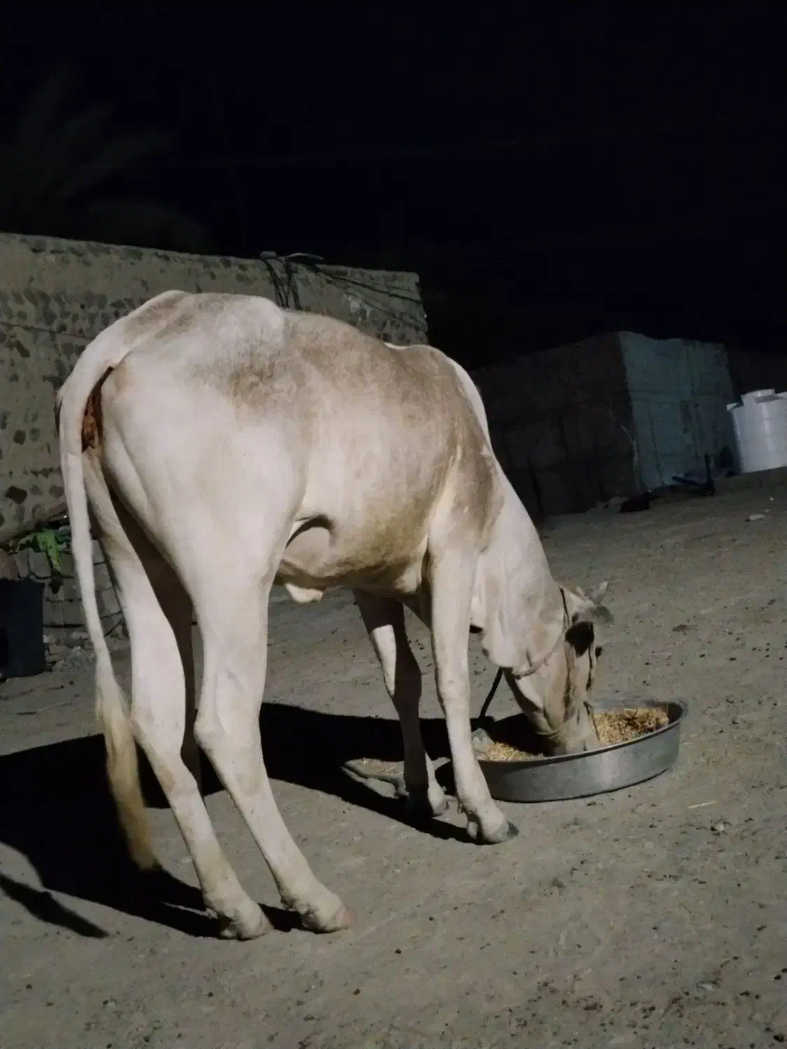 گاو|حیوانات مزرعه|چابهار, |دیوار