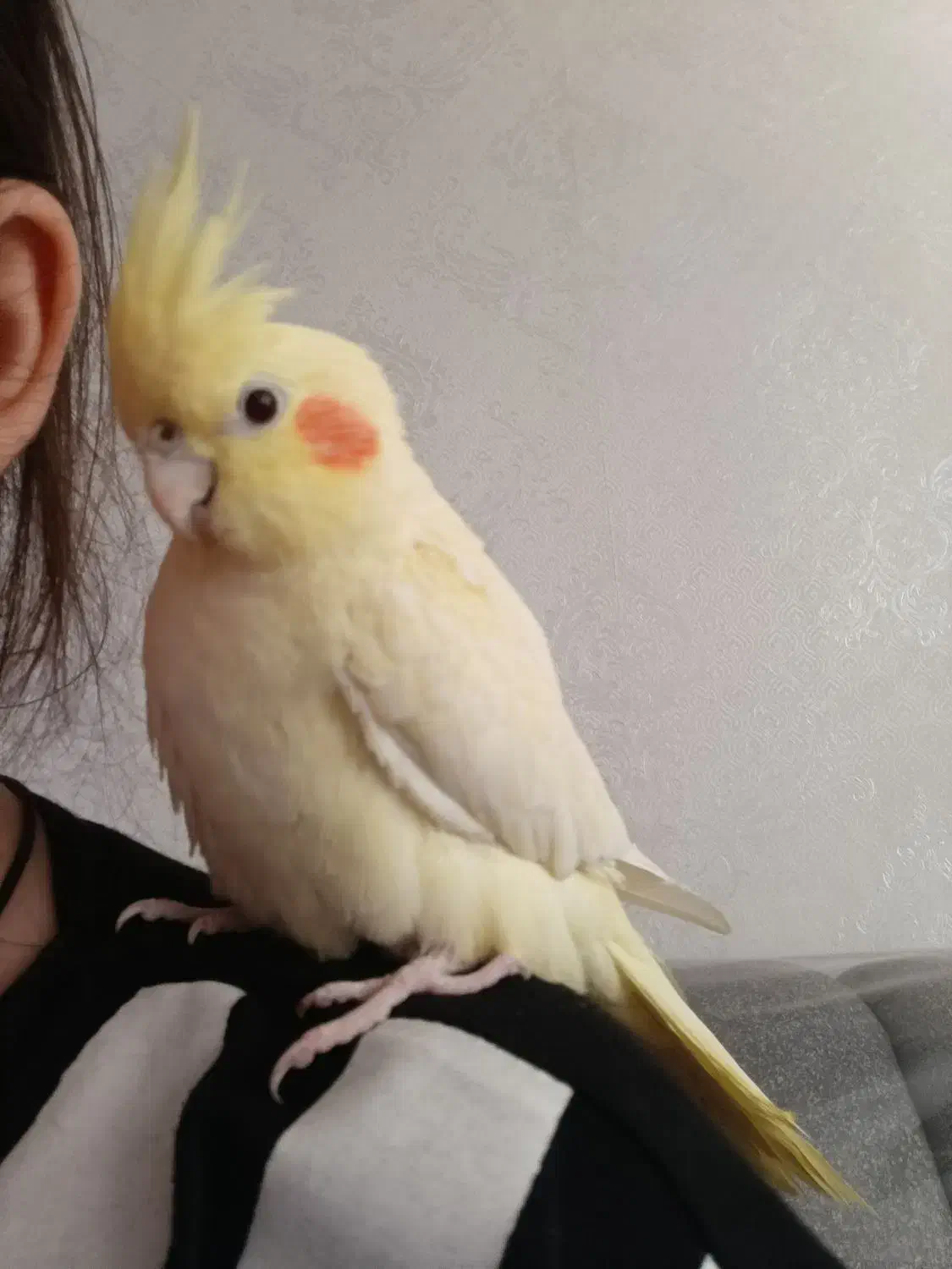 عروس هلندی دستی نر|پرنده|شهریار, رزکان|دیوار