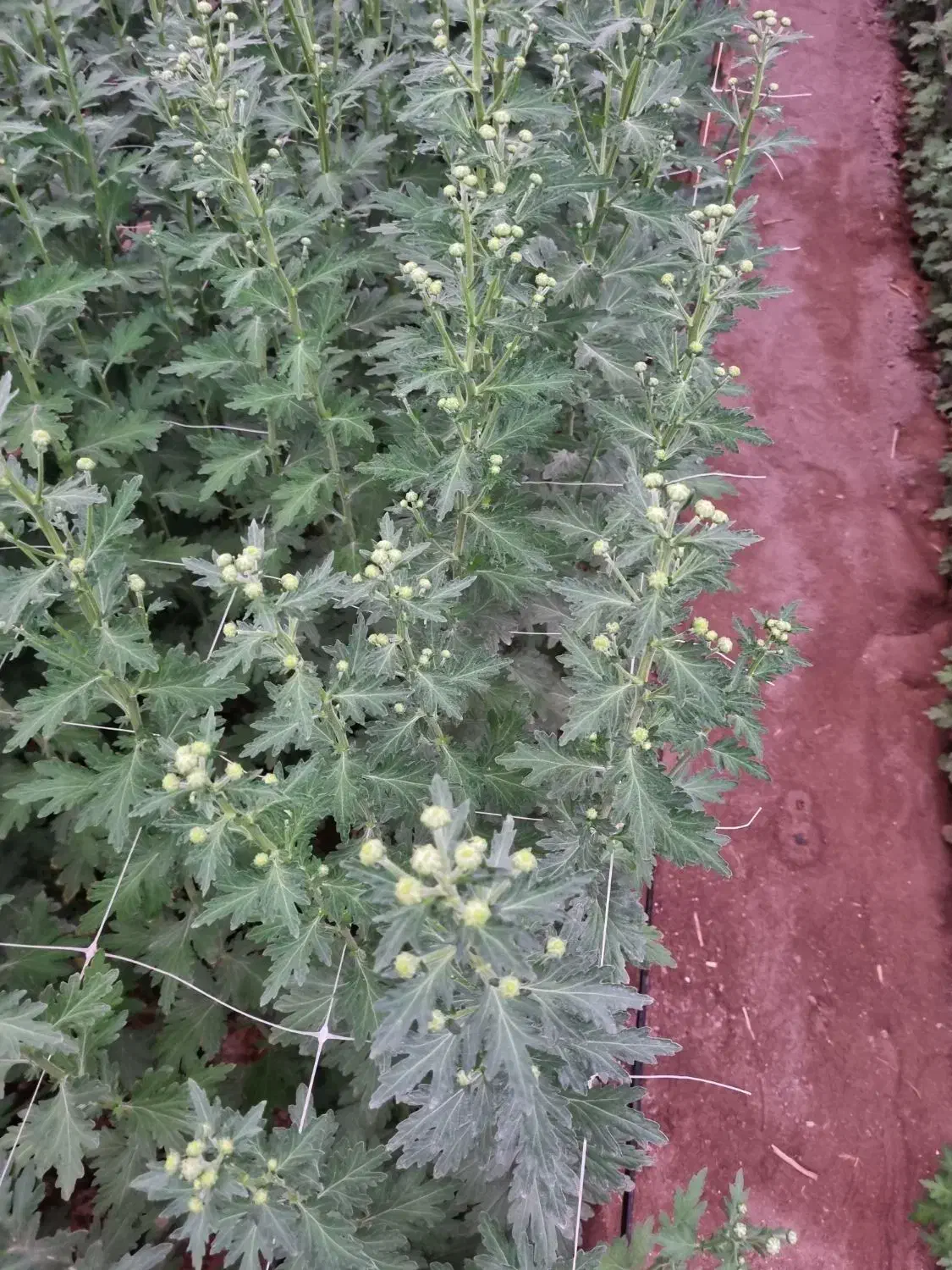 فروش عمده گل شاخه بریده داوودی برای تاریخ ۵ آذر|گل و گیاه طبیعی|زواره, |دیوار