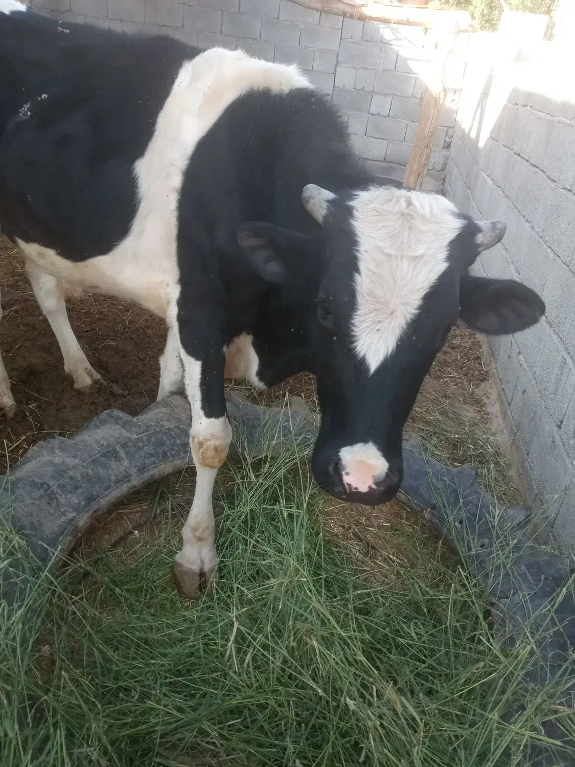 جلب|حیوانات مزرعه|فاریاب, |دیوار