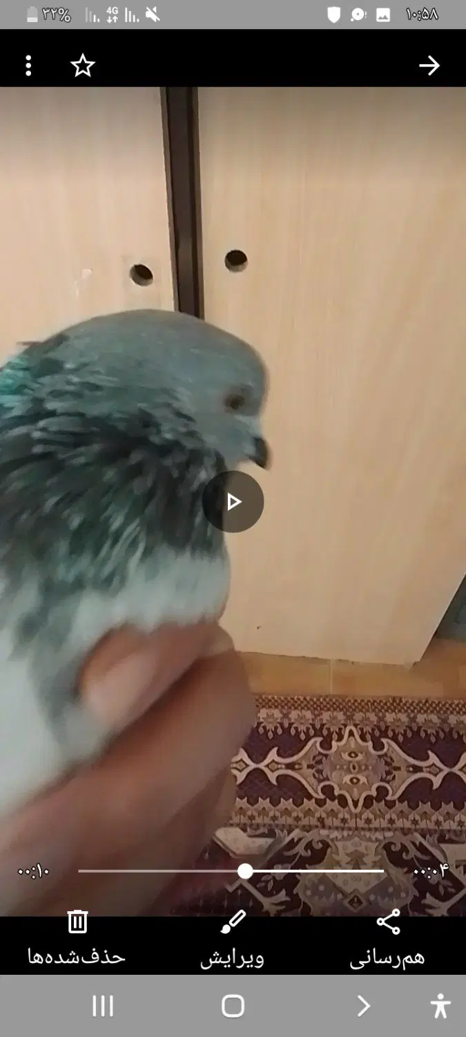 کله سبز ماده پرشی گرو|پرنده|تهران, جوانمرد قصاب|دیوار