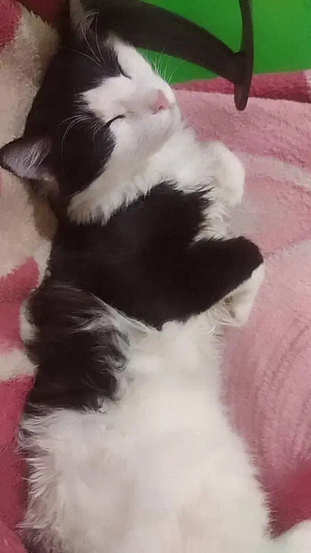 گربه DLH گمشده|حیوانات|اصفهان, تیران|دیوار