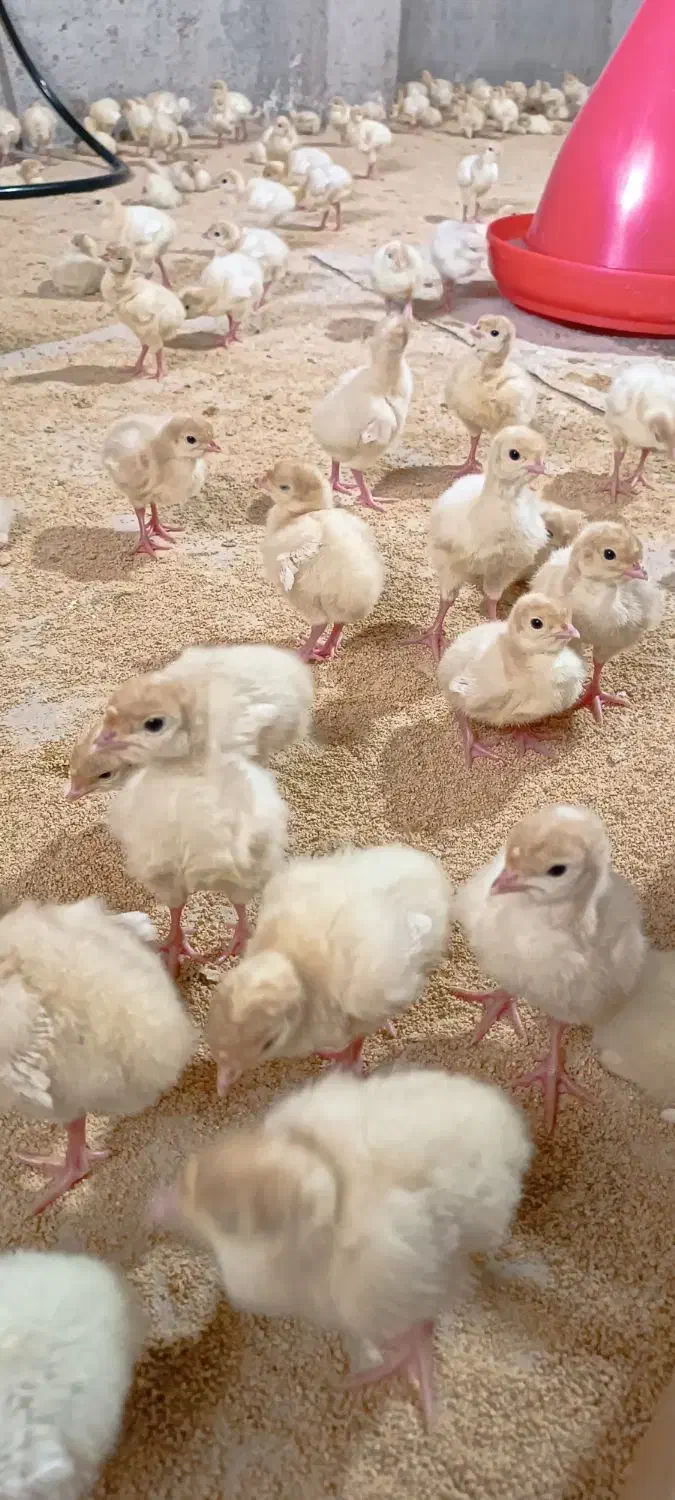 جوجه بوقلمون درجه 1|حیوانات مزرعه|بابل, |دیوار