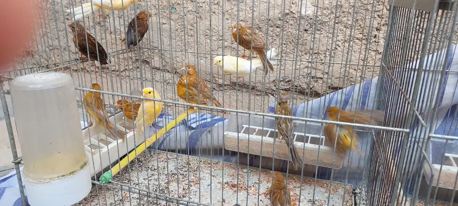 قناری|پرنده|شیراز, جانبازان|دیوار