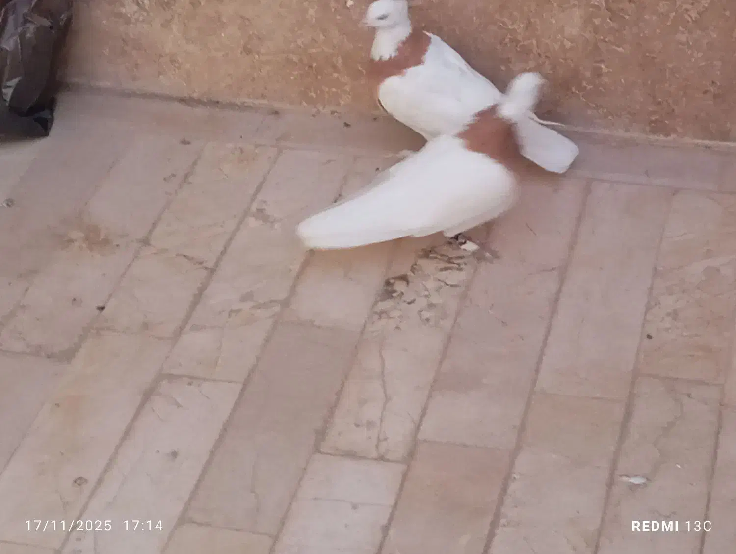 یک جفت کفتر طوقی|پرنده|قم, پردیسان|دیوار