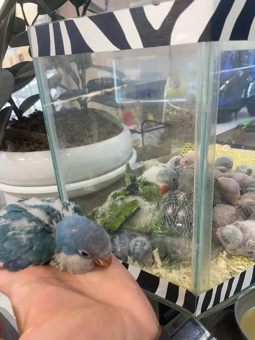 جوجه سرلاکی و نرم خور راهب (تک و تعداد)ملنگو کاسکو|پرنده|تهران, جیحون|دیوار