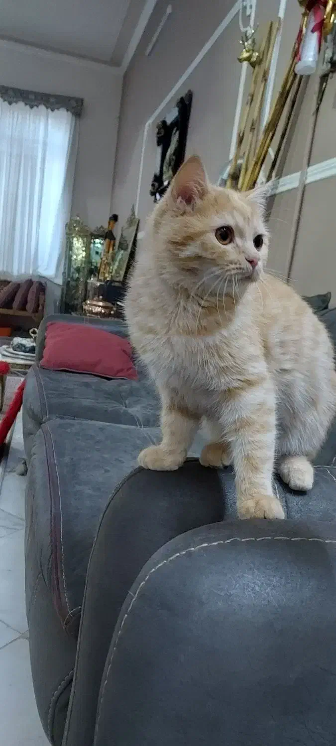 گربه پرشین dlh|گربه|کرمان, |دیوار