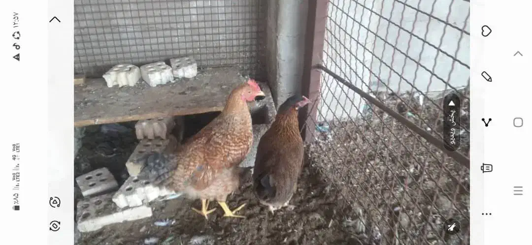 مرغ|حیوانات مزرعه|سوسنگرد, |دیوار