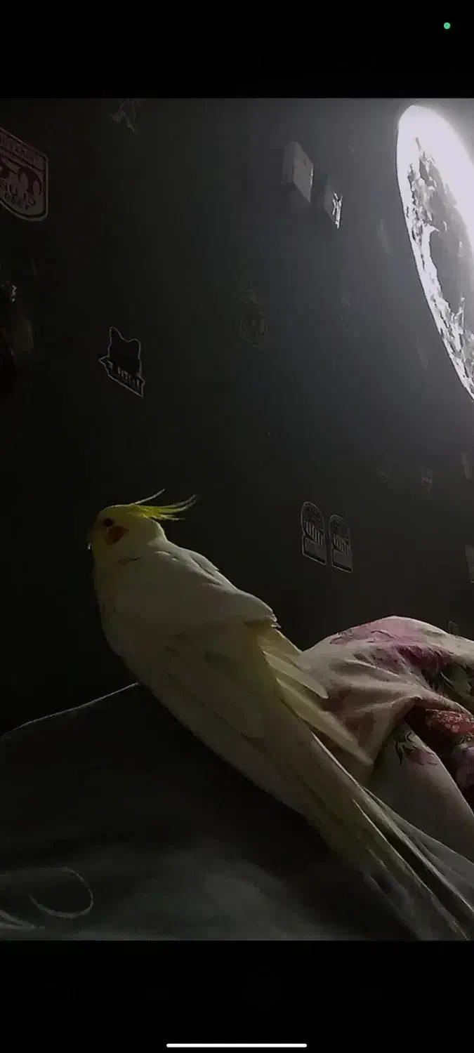 عروس هلندی|پرنده|ماکو, |دیوار