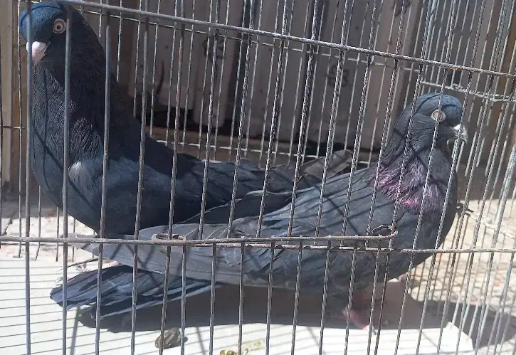 کبوتر نوک ریز چشم نوک سرور|پرنده|بروجن, |دیوار