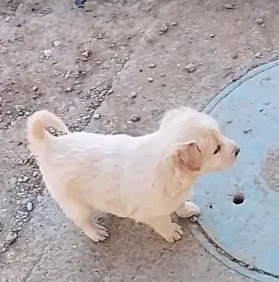 توله سگ|سگ|کرمانشاه, |دیوار