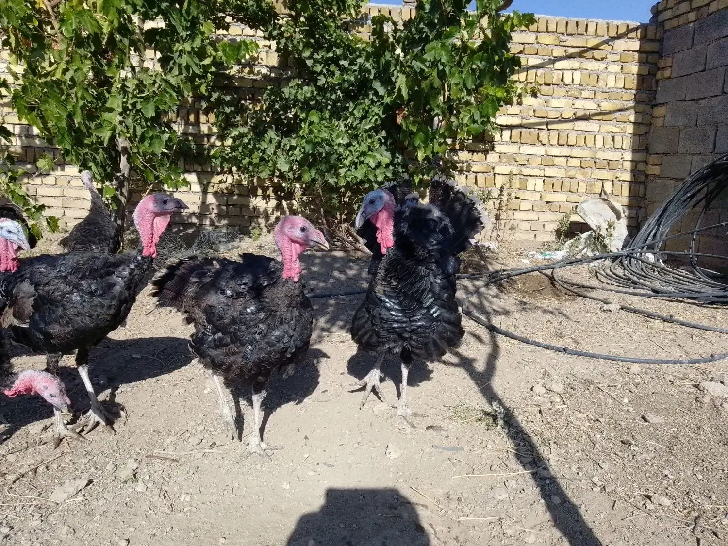 بوقلمون چاق و ارگانیک برنزسینه پهن|حیوانات مزرعه|ابهر, |دیوار