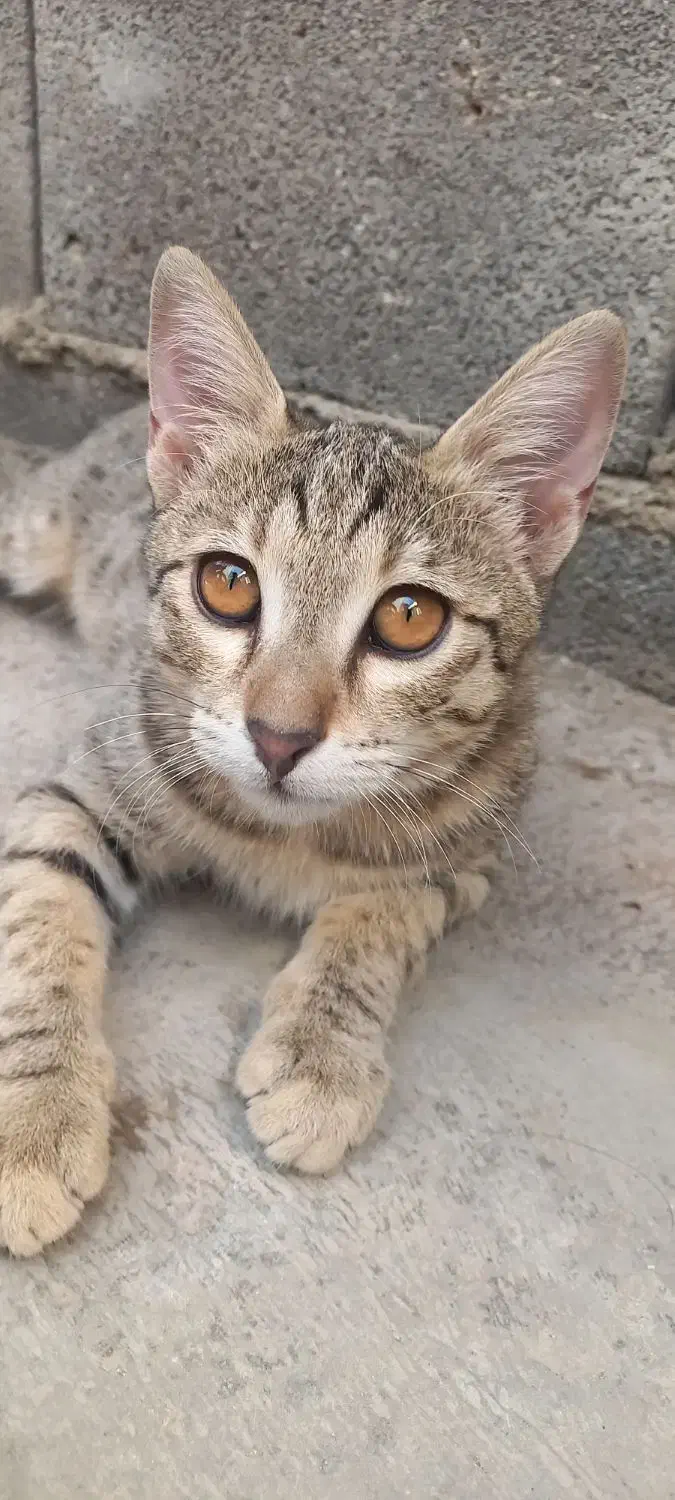 واگذاری گربه ماده|گربه|جوانرود, |دیوار