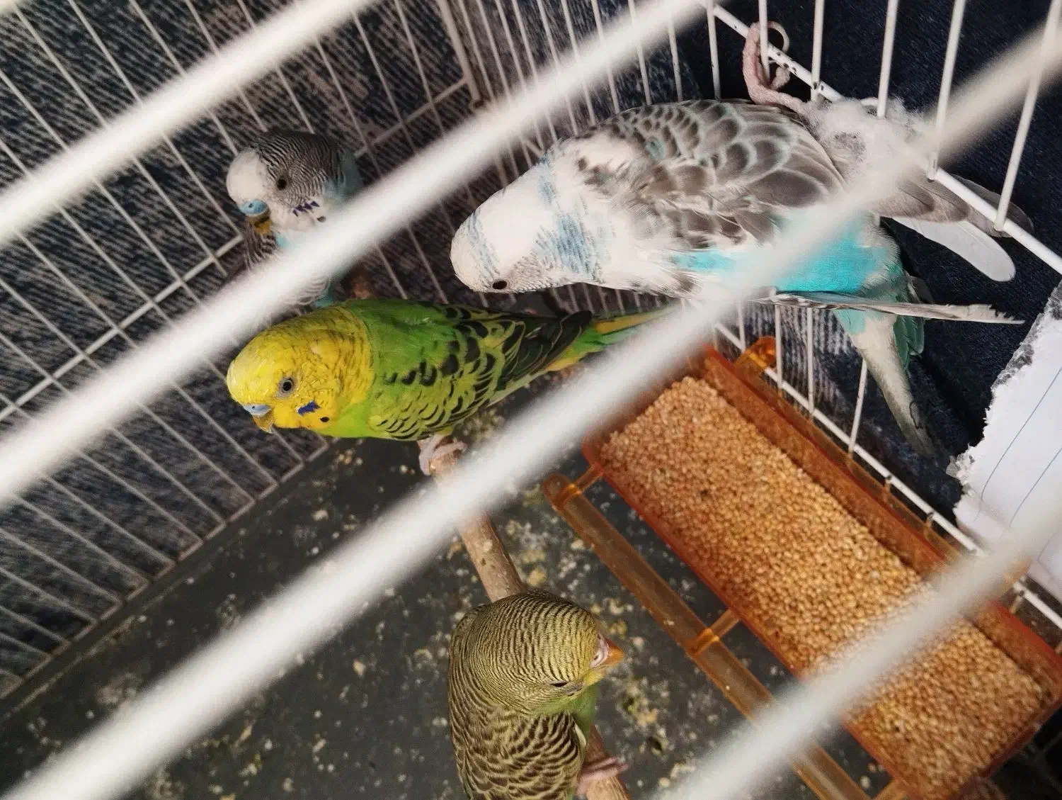 مرغ عشق|پرنده|شیروان (خراسان), |دیوار