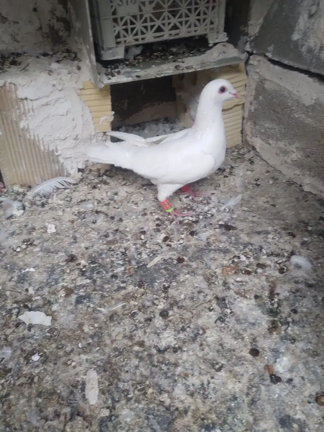 کبوترطوقی|پرنده|چرام, |دیوار