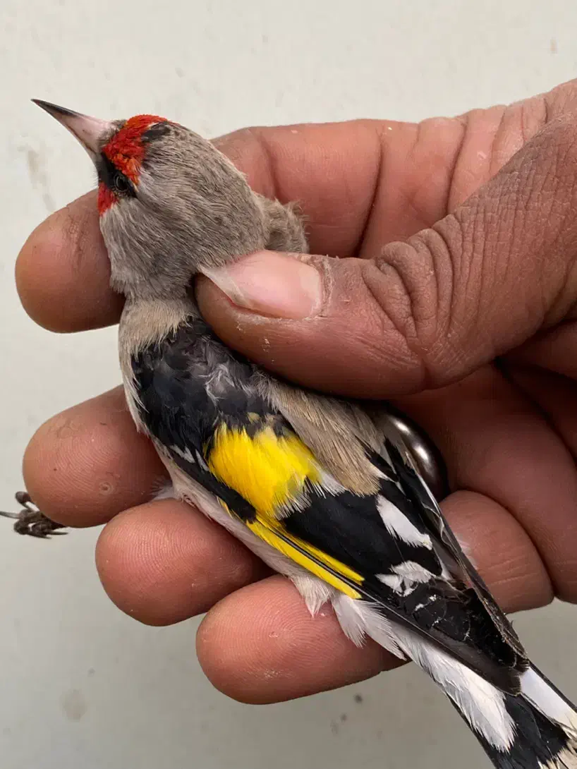 سهره نر|پرنده|ساری, |دیوار