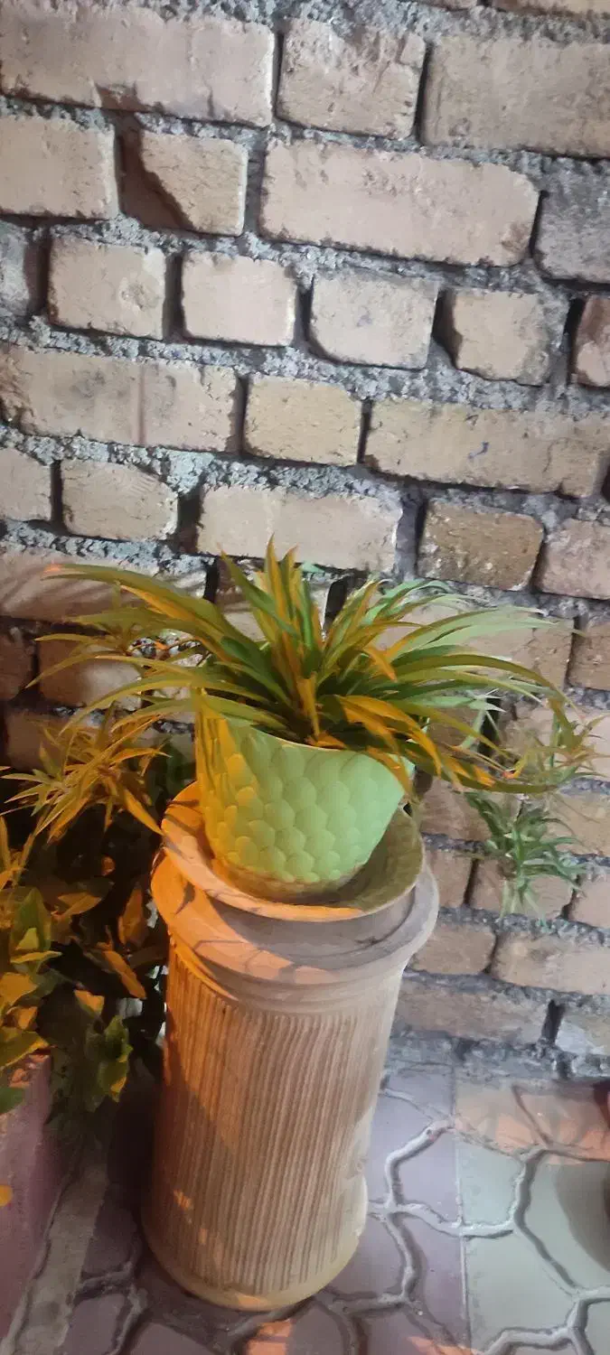 گل های زیبا|گل و گیاه طبیعی|دورود, |دیوار