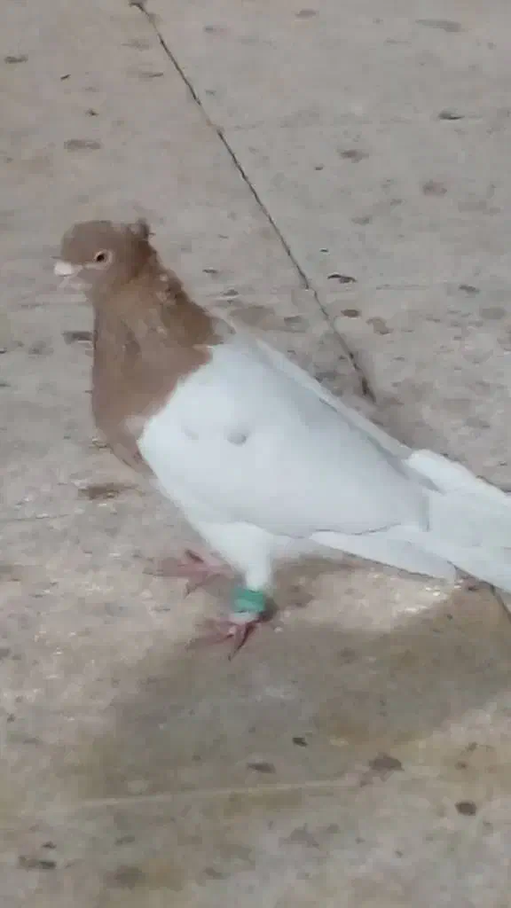 کبوتر|پرنده|مشهد, عبادی|دیوار