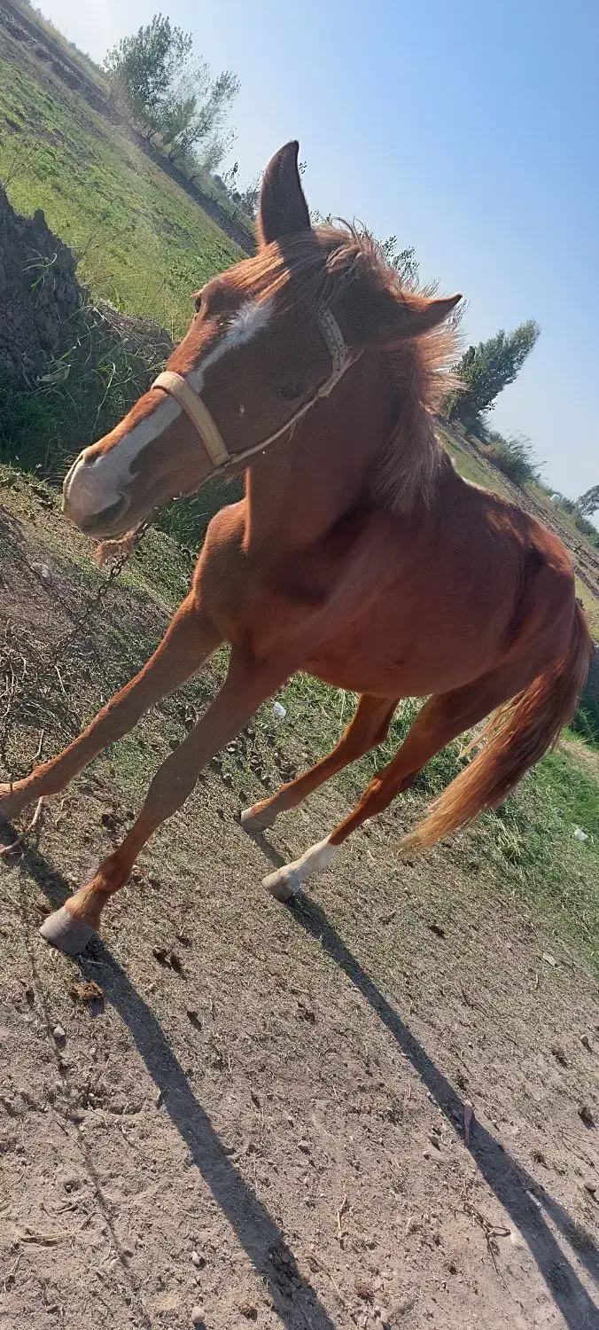 کره.اسب|اسب و تجهیزات اسبسواری|مینودشت, |دیوار