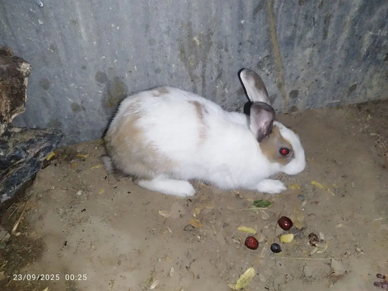 دو عدد خرگوش گمشده|موش و خرگوش|بیرجند, |دیوار