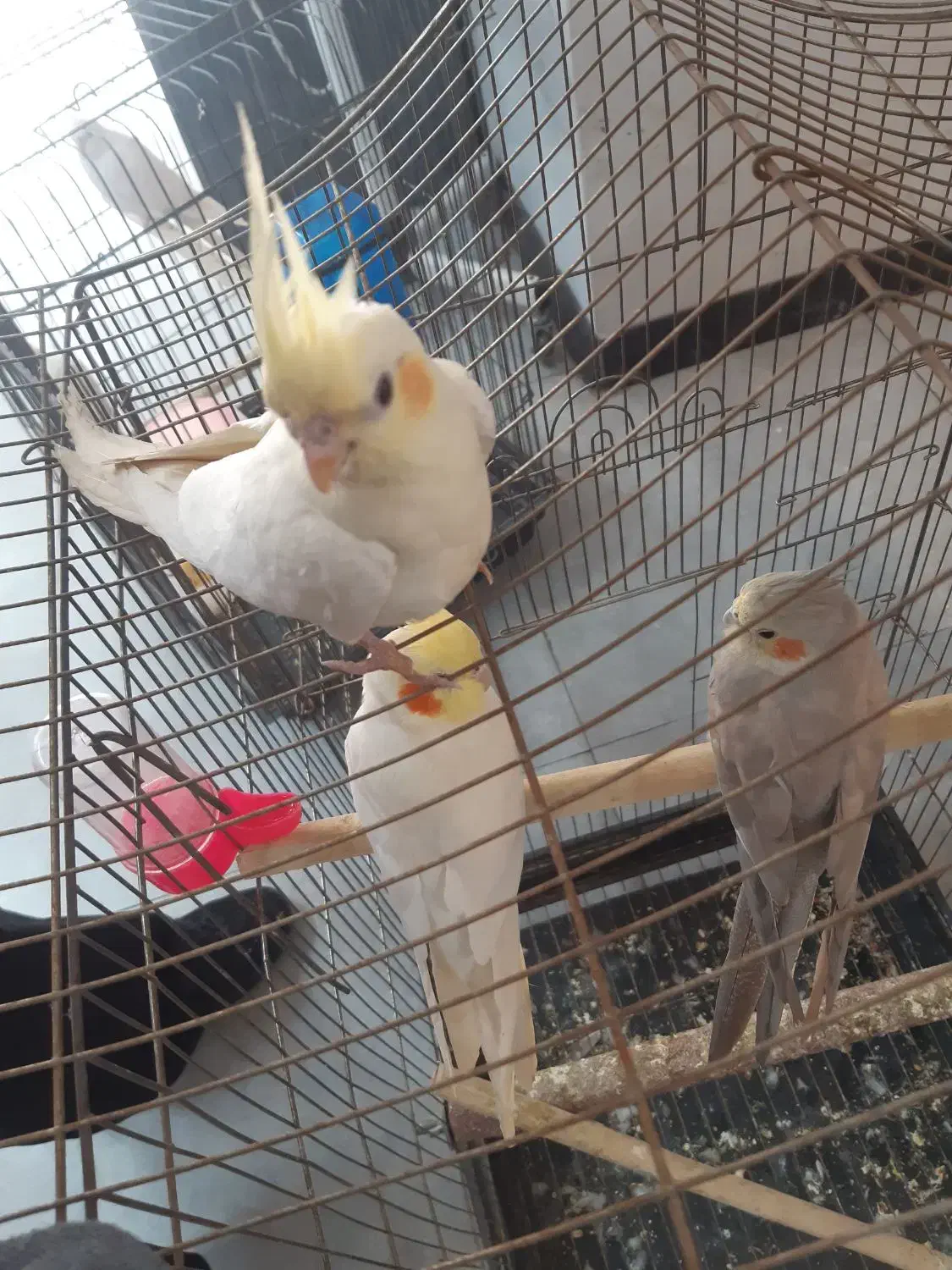 جفت مولد همراه با یک جوجه|پرنده|باقرشهر, |دیوار