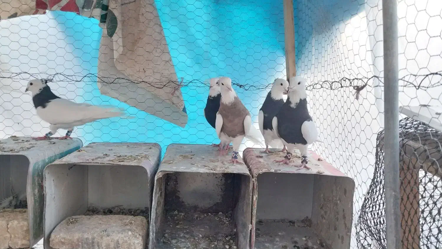 کبوتر.کفتر. طوقی|پرنده|رودشت (اصفهان), |دیوار