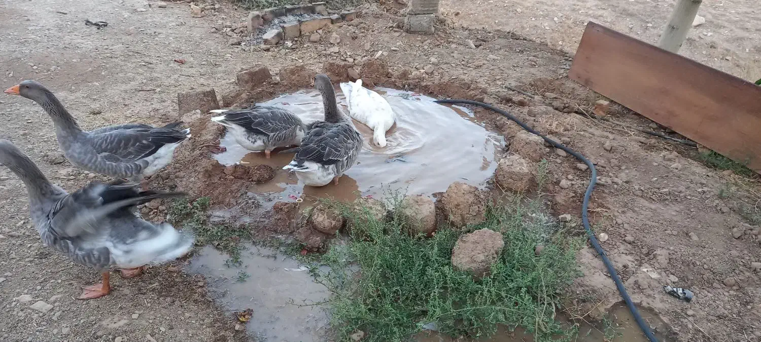 غاز|حیوانات مزرعه|هشتگرد, هیو|دیوار