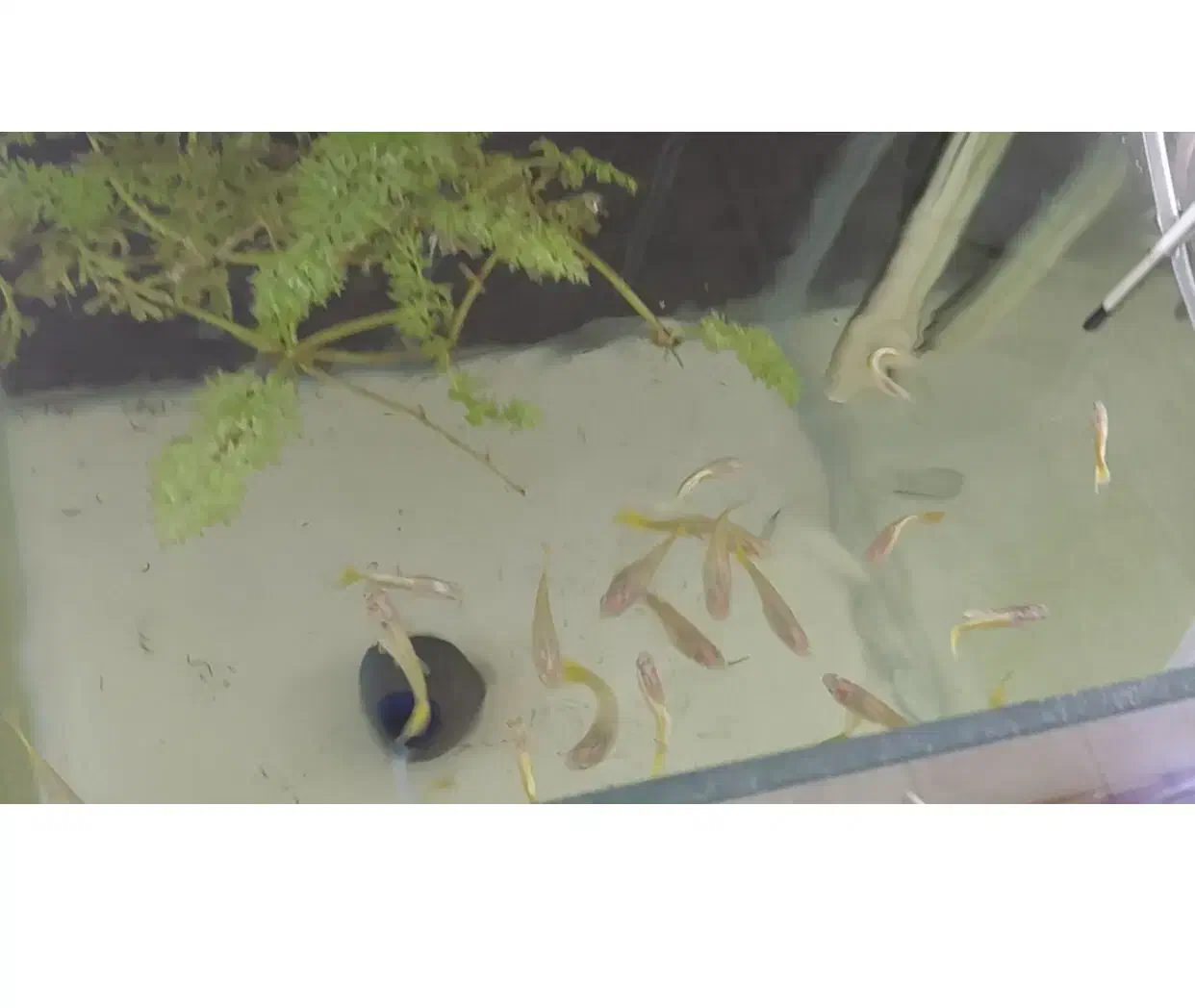 گوپی نژاد های درجه ۱|ماهی|مشهد, آزادشهر|دیوار