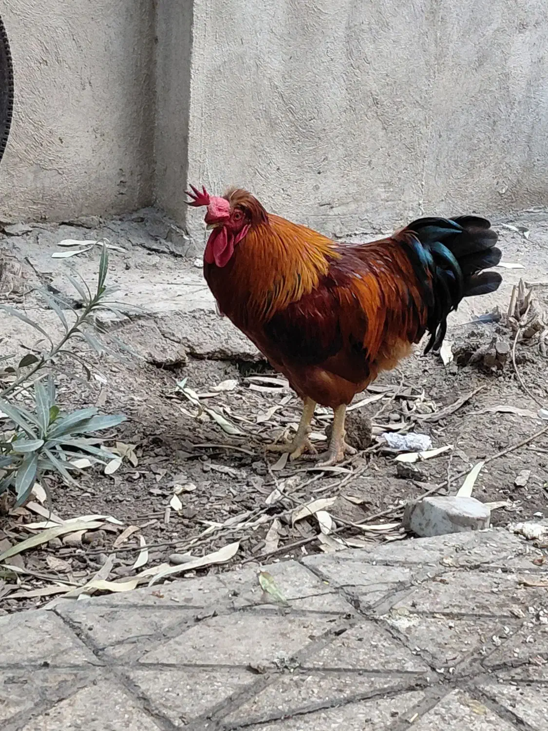 مرغ و خروس محلی رسمی جوان۶ماهه شهرری|حیوانات مزرعه|ری, دیلمان|دیوار